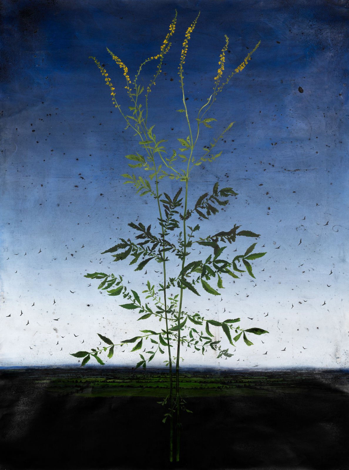 Michael Canning, Rhapsodes, 2016-2020