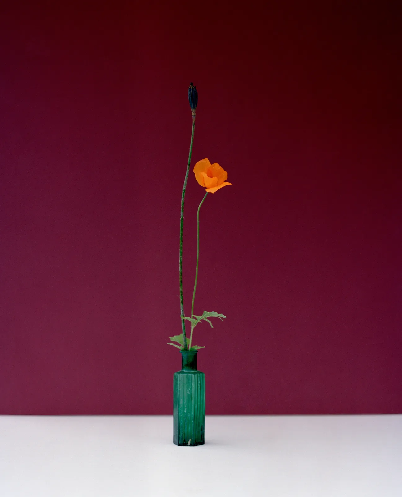 Kate Friend, Alys Fowler, Papaver cambricum, Birmingham, 2020