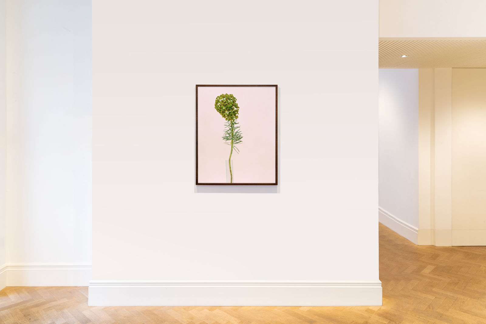 Kate Friend, Cosey Fanni Tutti, Euphorbia, Norfolk, 2019