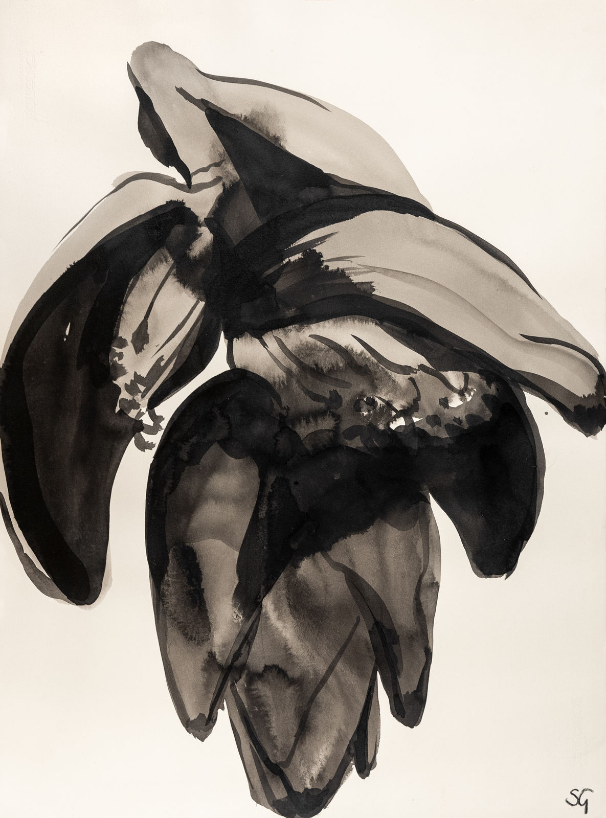 Sarah Graham, Musa acuminata (paper) XVIII, 2025