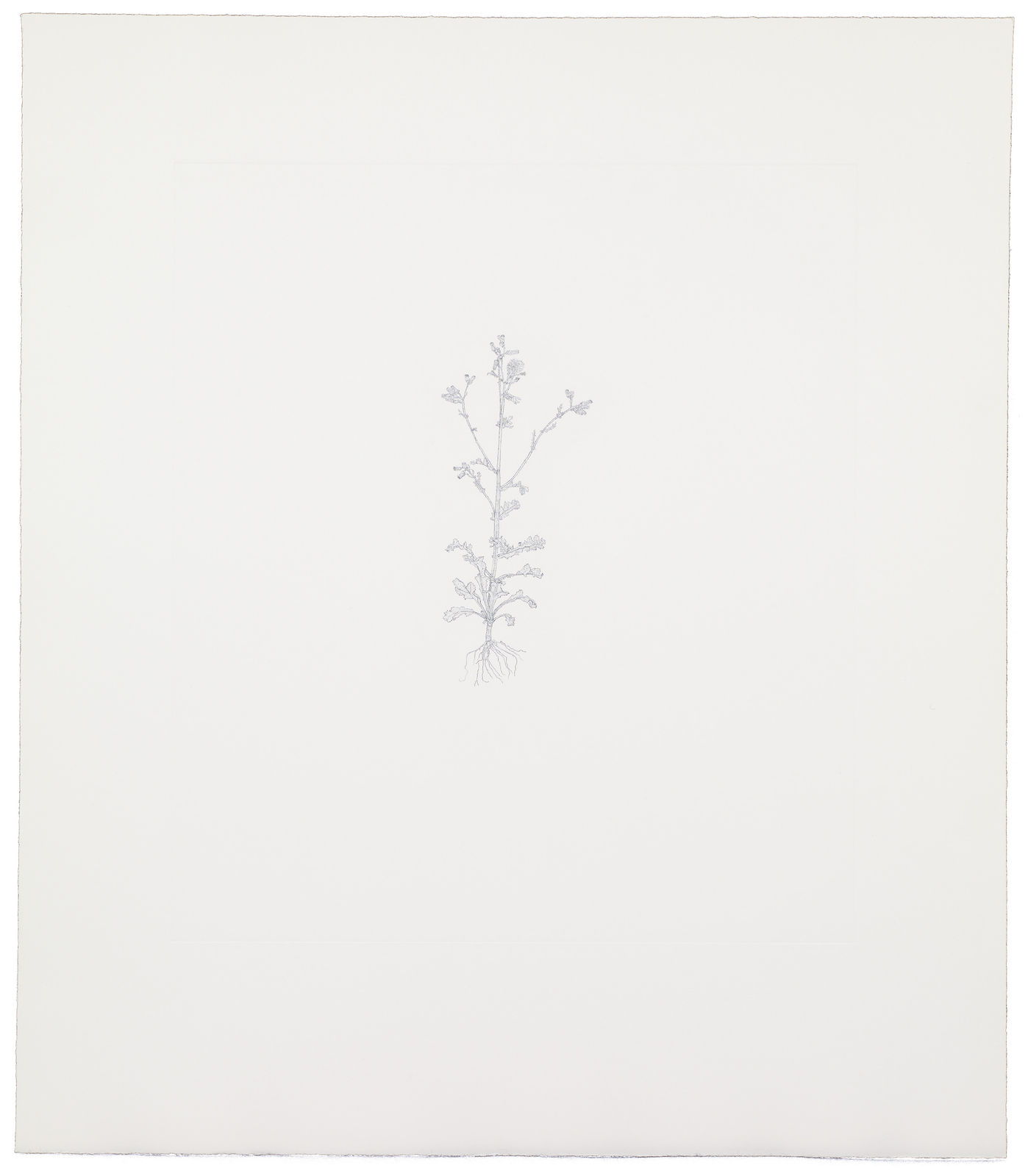 Michael Landy, Common Groundsel, 2002