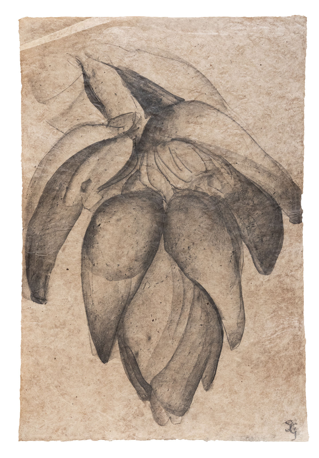 Sarah Graham, Musa acuminata (paper) XXVI, 2025
