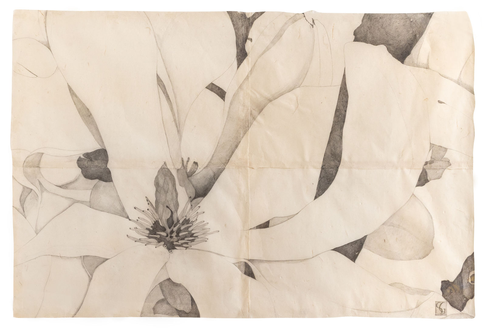 Sarah Graham, Magnolia soulangeana IV, 2022