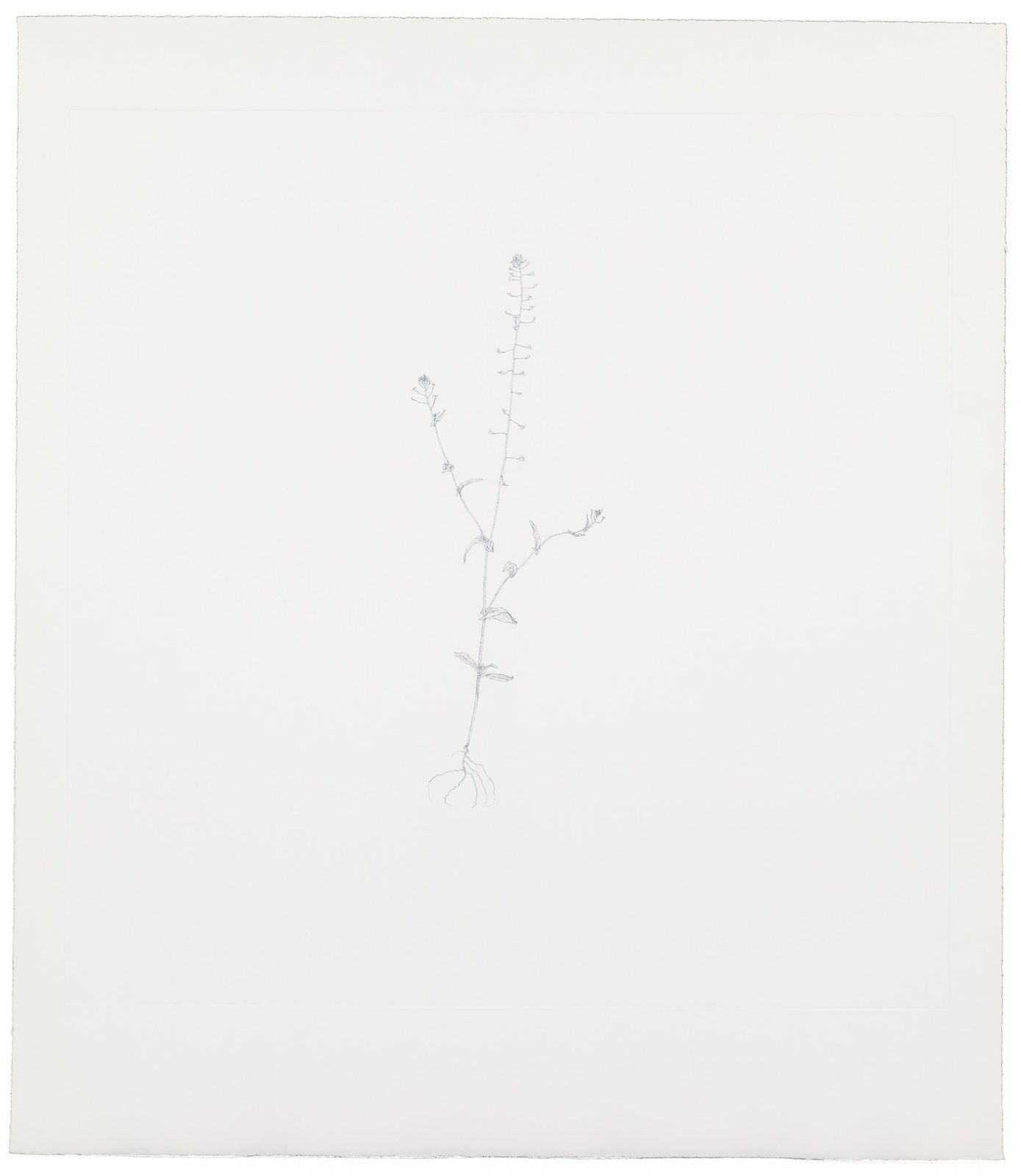 Michael Landy, Shepherd's Purse 1, 2002