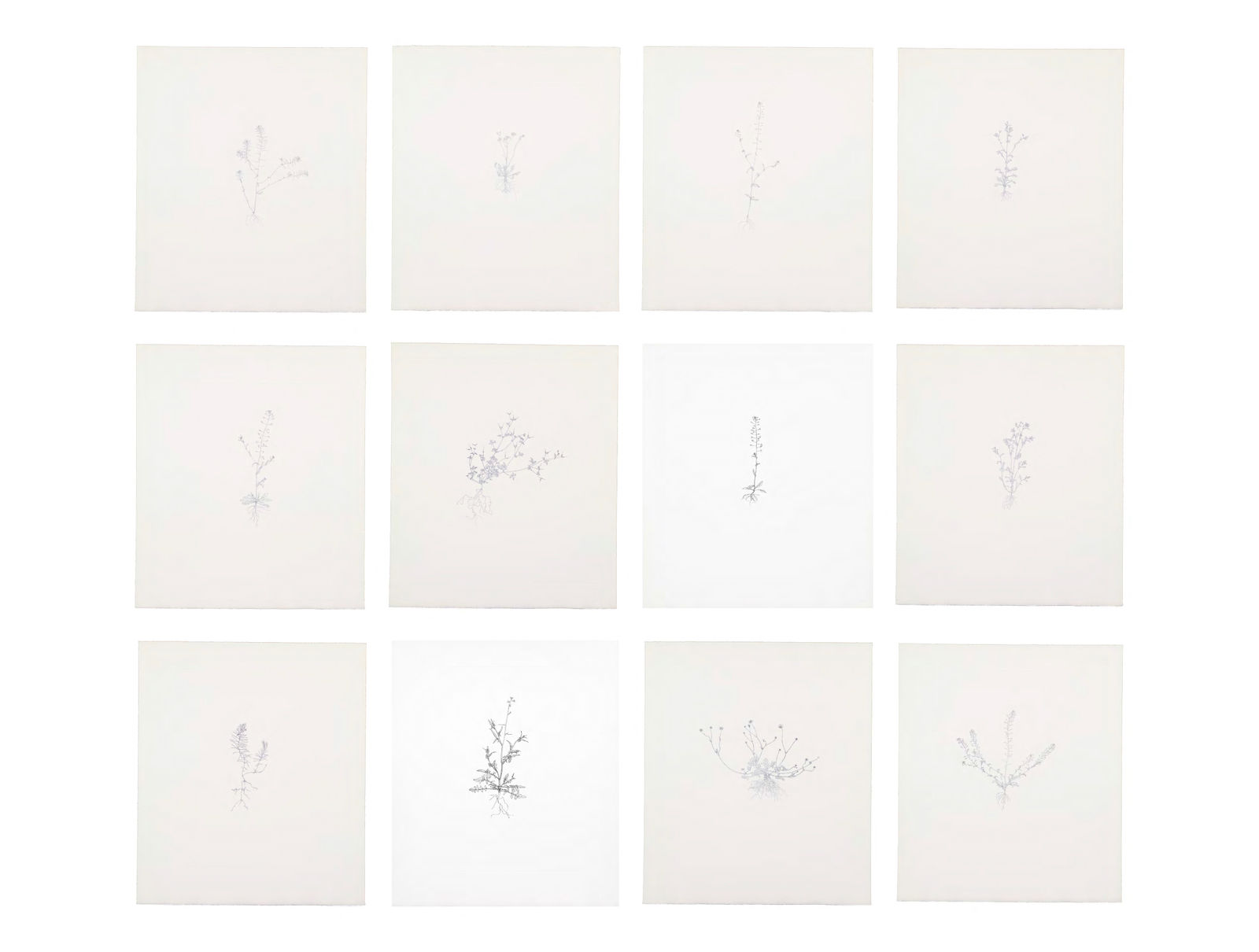 Michael Landy, Creeping Buttercup, 2002