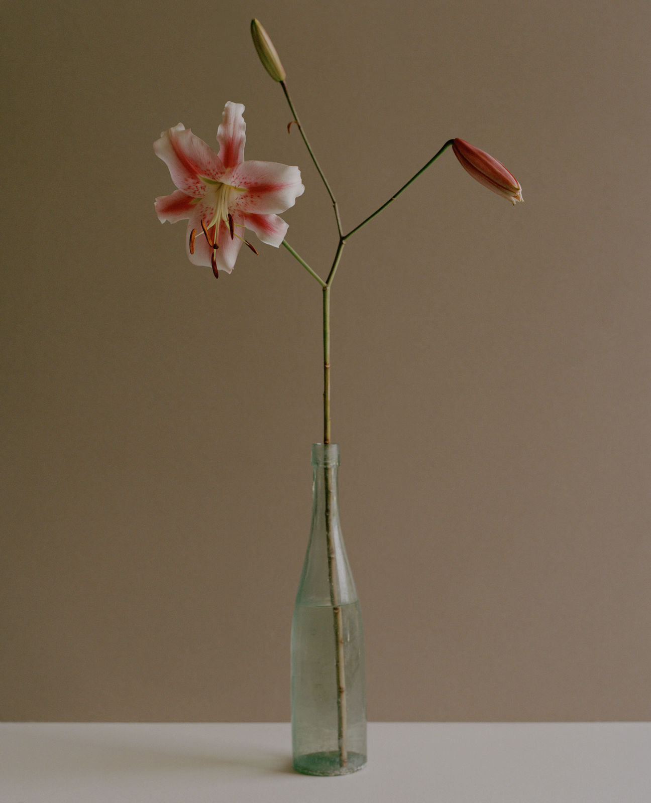 Kate Friend, Jamie Compton, Lilium ‘Anastasia’, Wiltshire, 2022