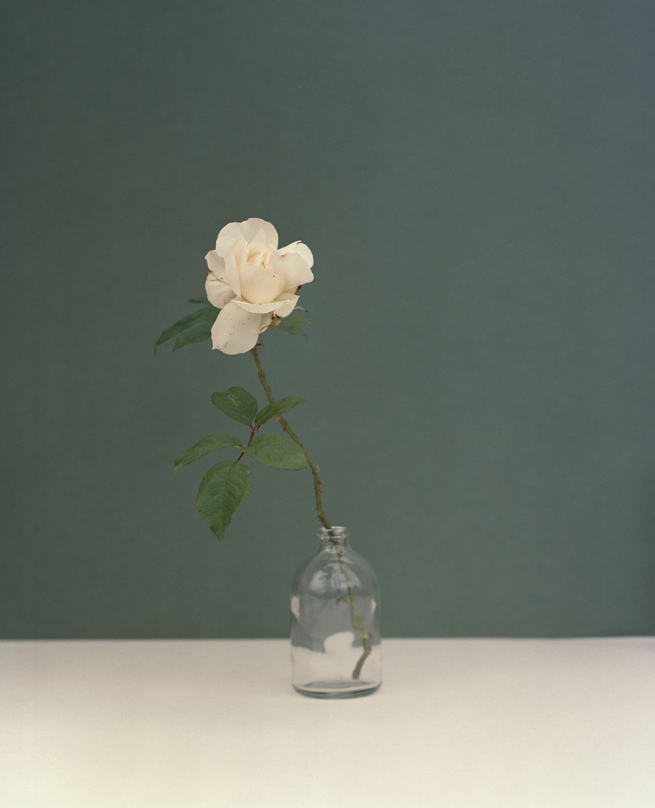 Kate Friend, John Pawson, Garden Rose, Cotswolds, 2020