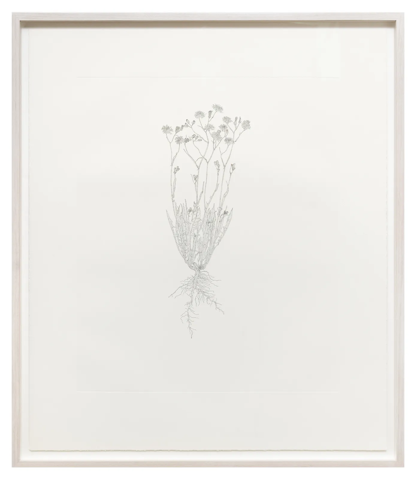 Michael Landy, Hawksbeard, 2024