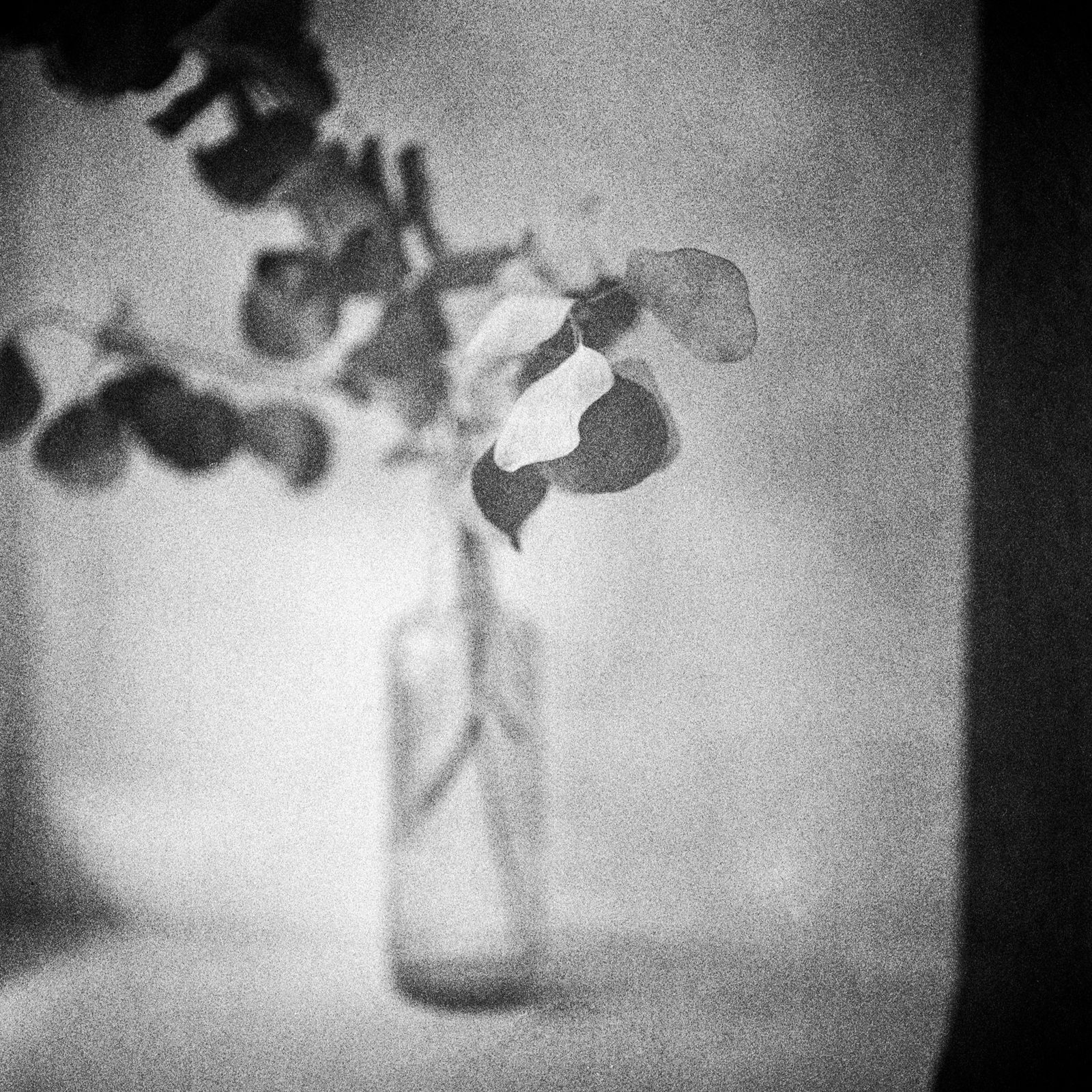 Diane Givry, Eucalyptus l'hiver, 2022