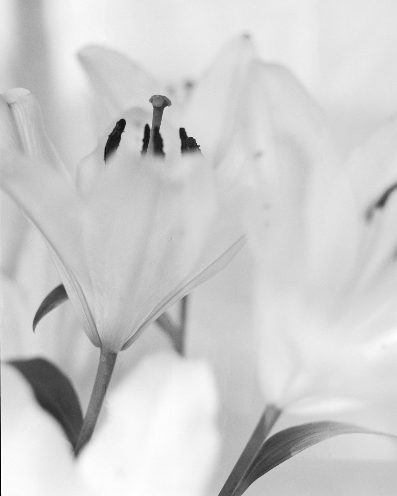 Diane Givry, Bouquet de lys, 1979, 2023