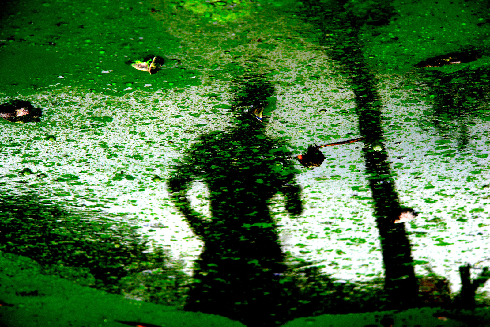 Kiripi Katembo, Mutiler