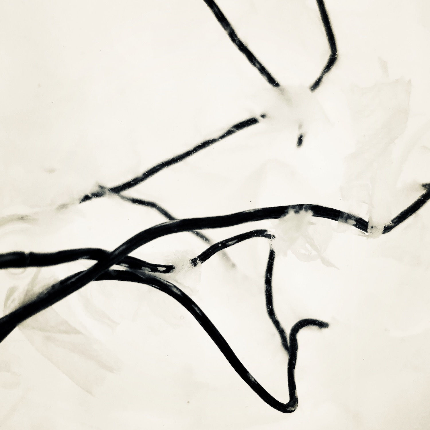 Daughter of the Soil, Papilionanthe Miss Joaquim (Vanda Miss Joaquim), 2020