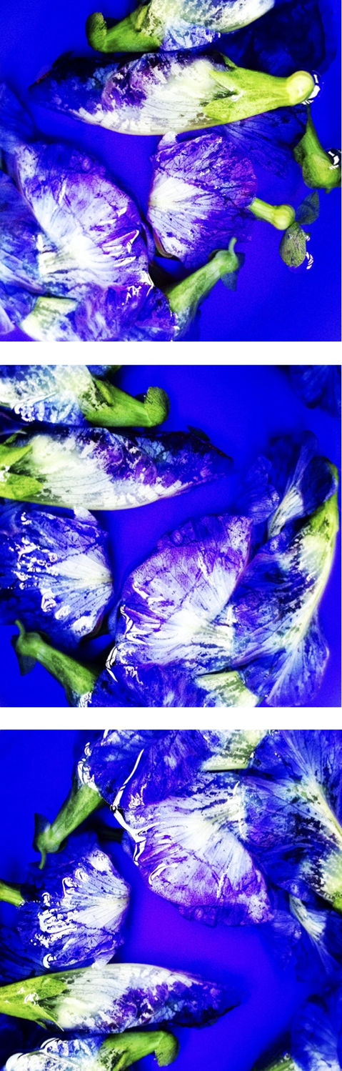 00054 Blue Pea Flower (Clitoria ternatea), 2020