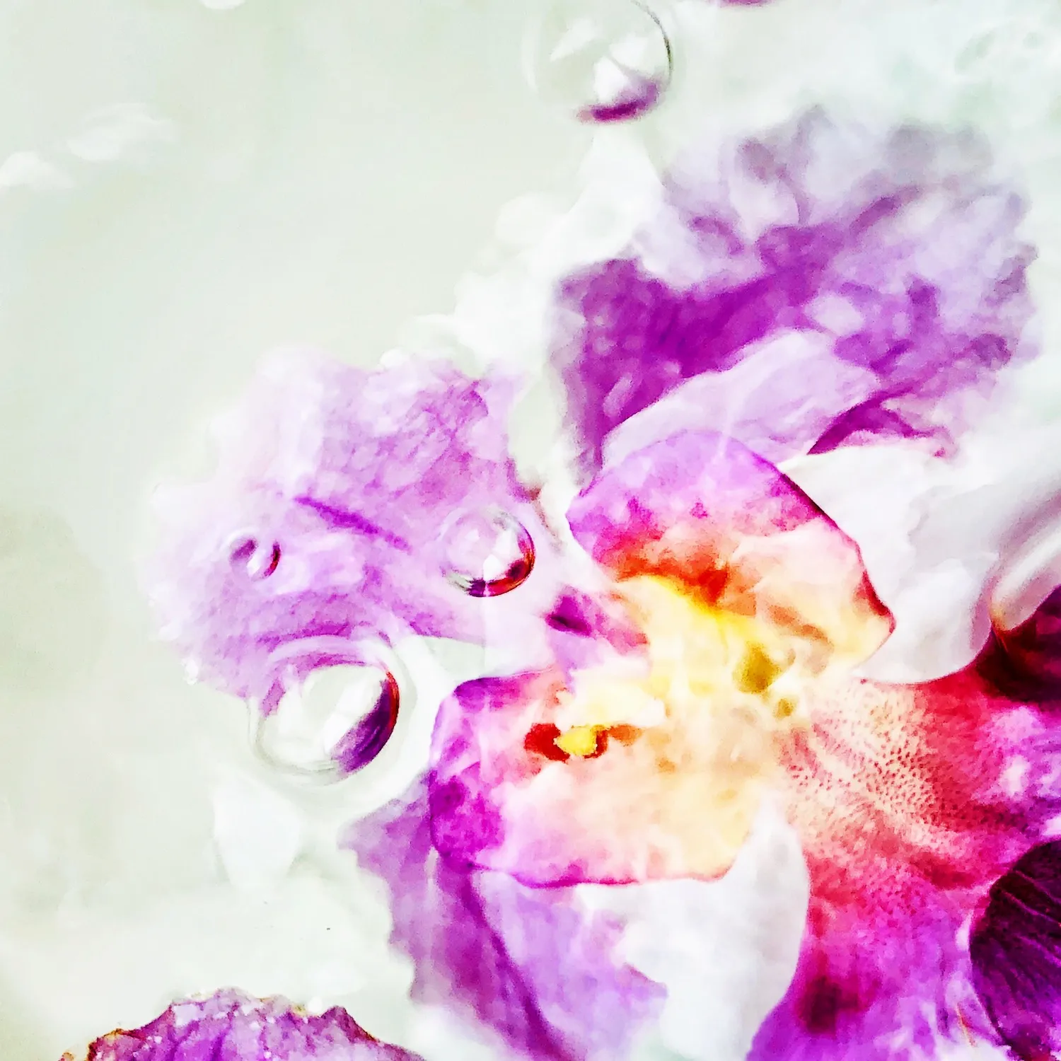 Papilionanthe Miss Joaquim (Vanda Miss Joaquim), 2020