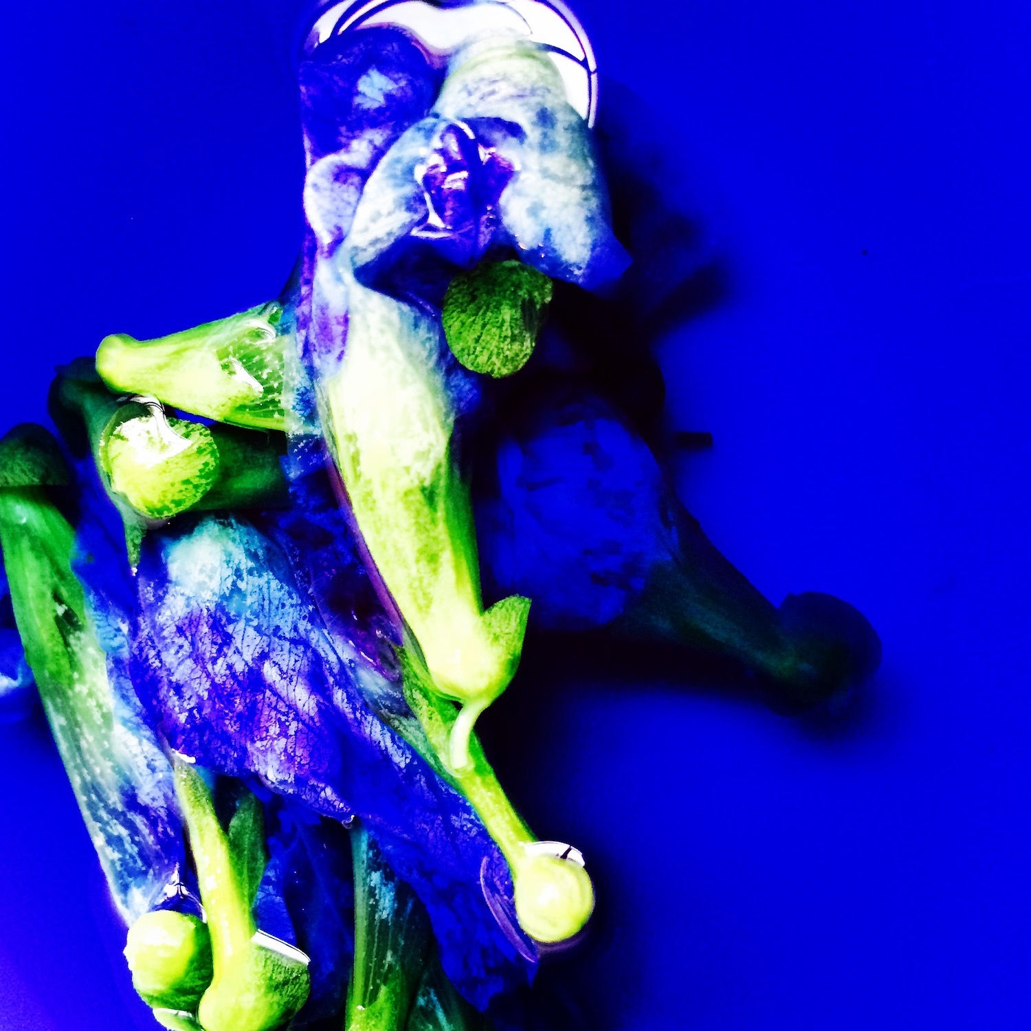 00056 Blue Pea Flower (Clitoria ternatea), 2020