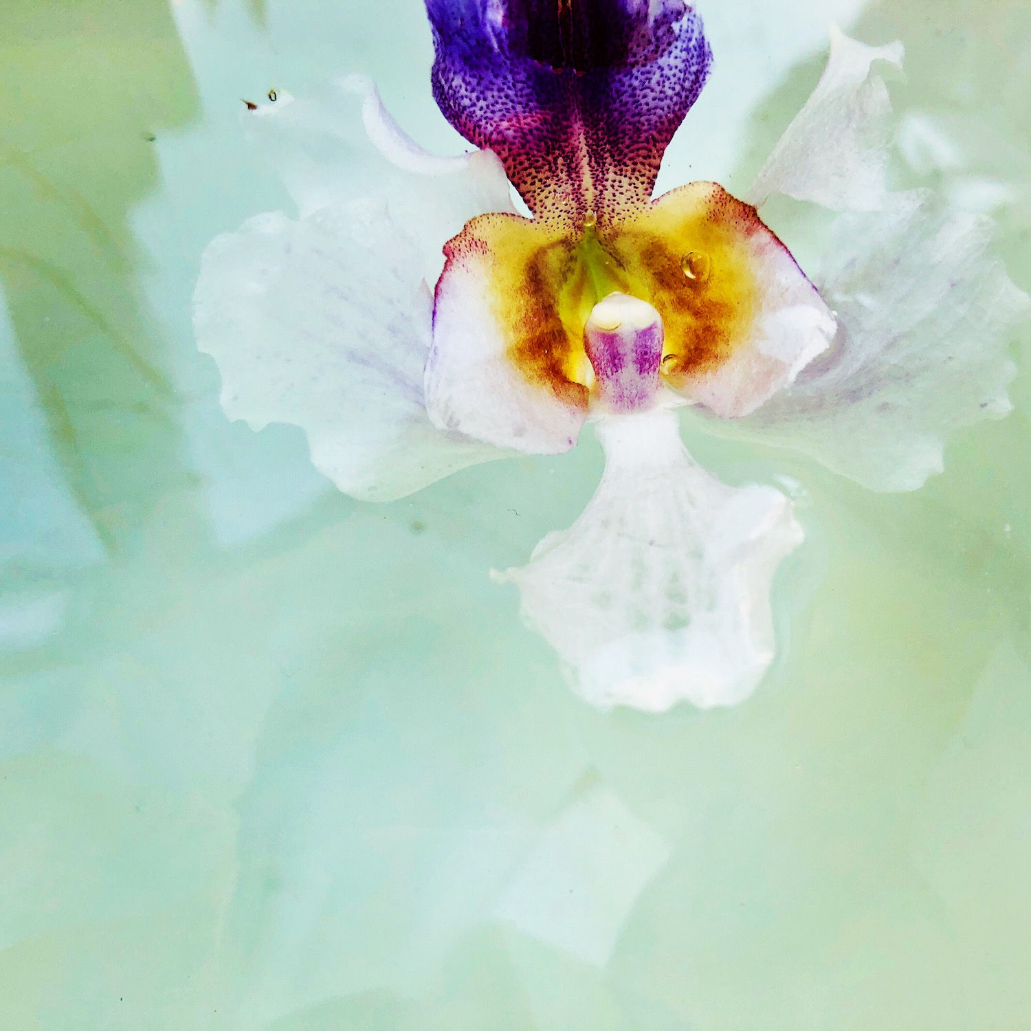 Beauty never fades, No. 1 and No. 2, Papilionanthe Miss Joaquim (Vanda Miss Joaquim), 2020