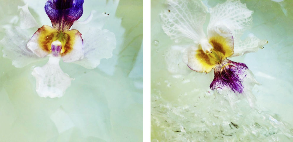 Beauty never fades, No. 1 and No. 2, Papilionanthe Miss Joaquim (Vanda Miss Joaquim), 2020