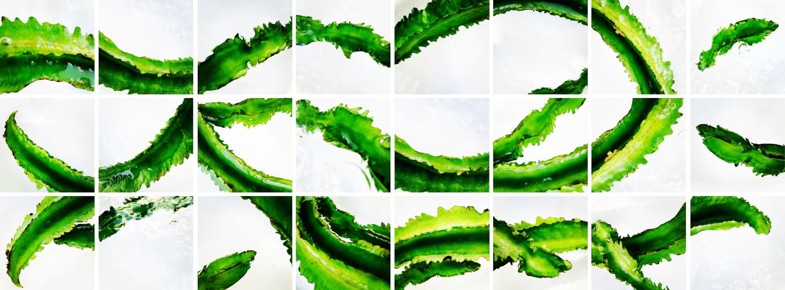 Nothing on Earth Grows in Heaven, Maybe, Psophocarpus tetragonolobus (Green Winged Bean), 2017