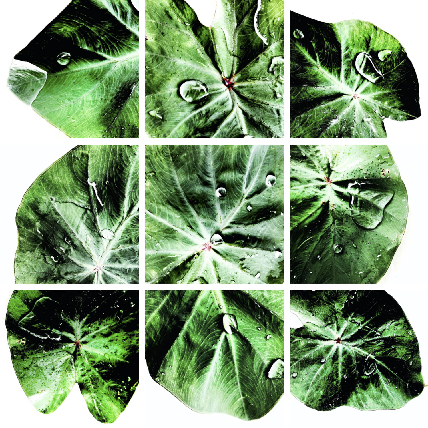 00058 Colocasia esculenta (Taro), 2020