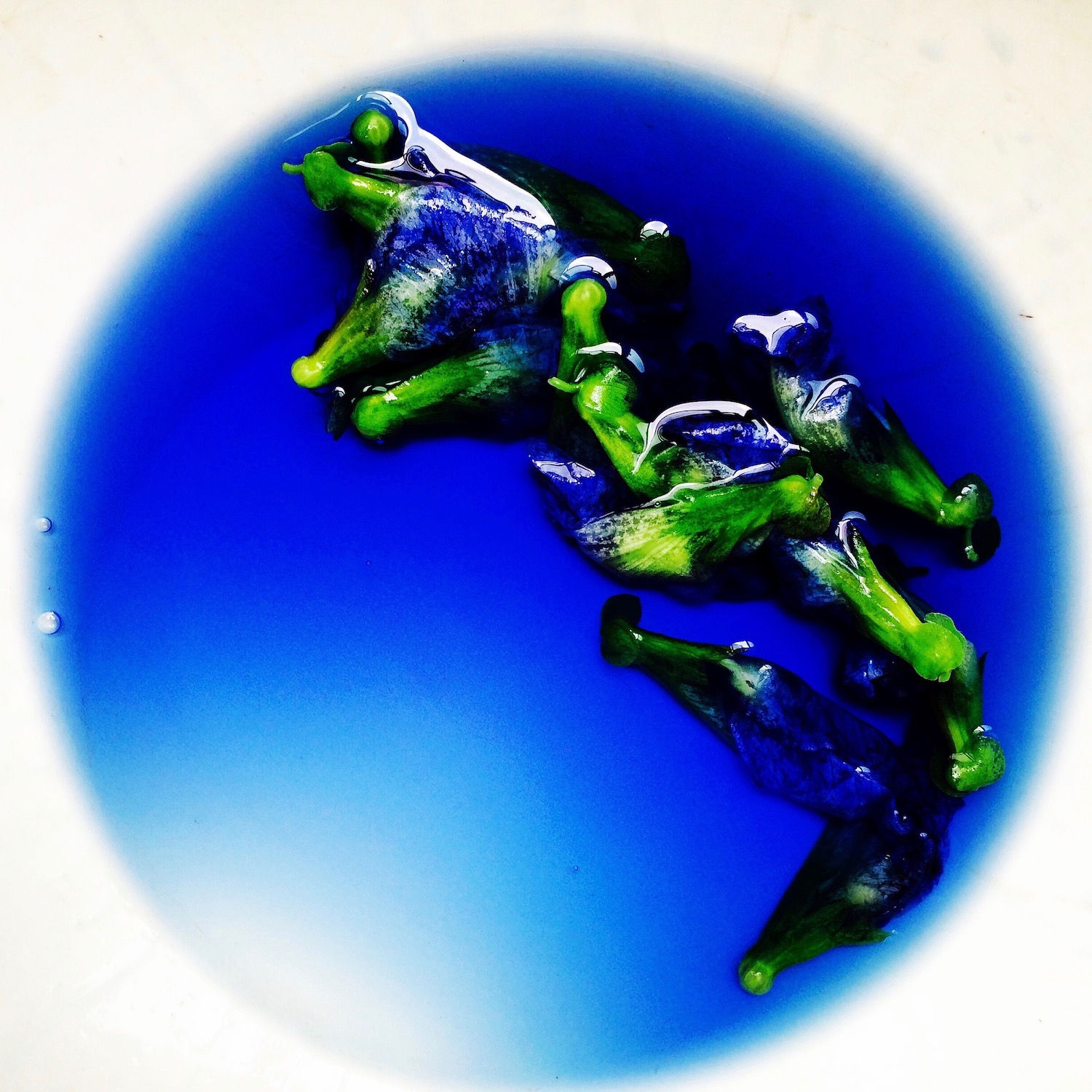 00052 Blue Pea Flower (Clitoria ternatea), 2020