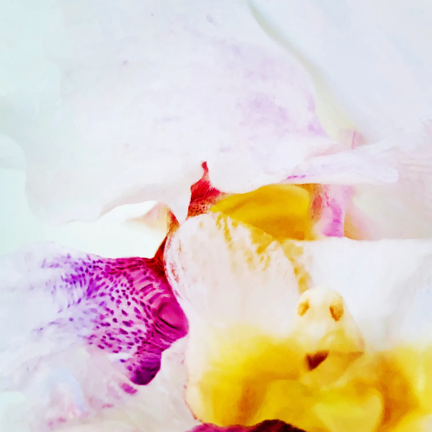 Papilionanthe Miss Joaquim (Vanda Miss Joaquim), 2018