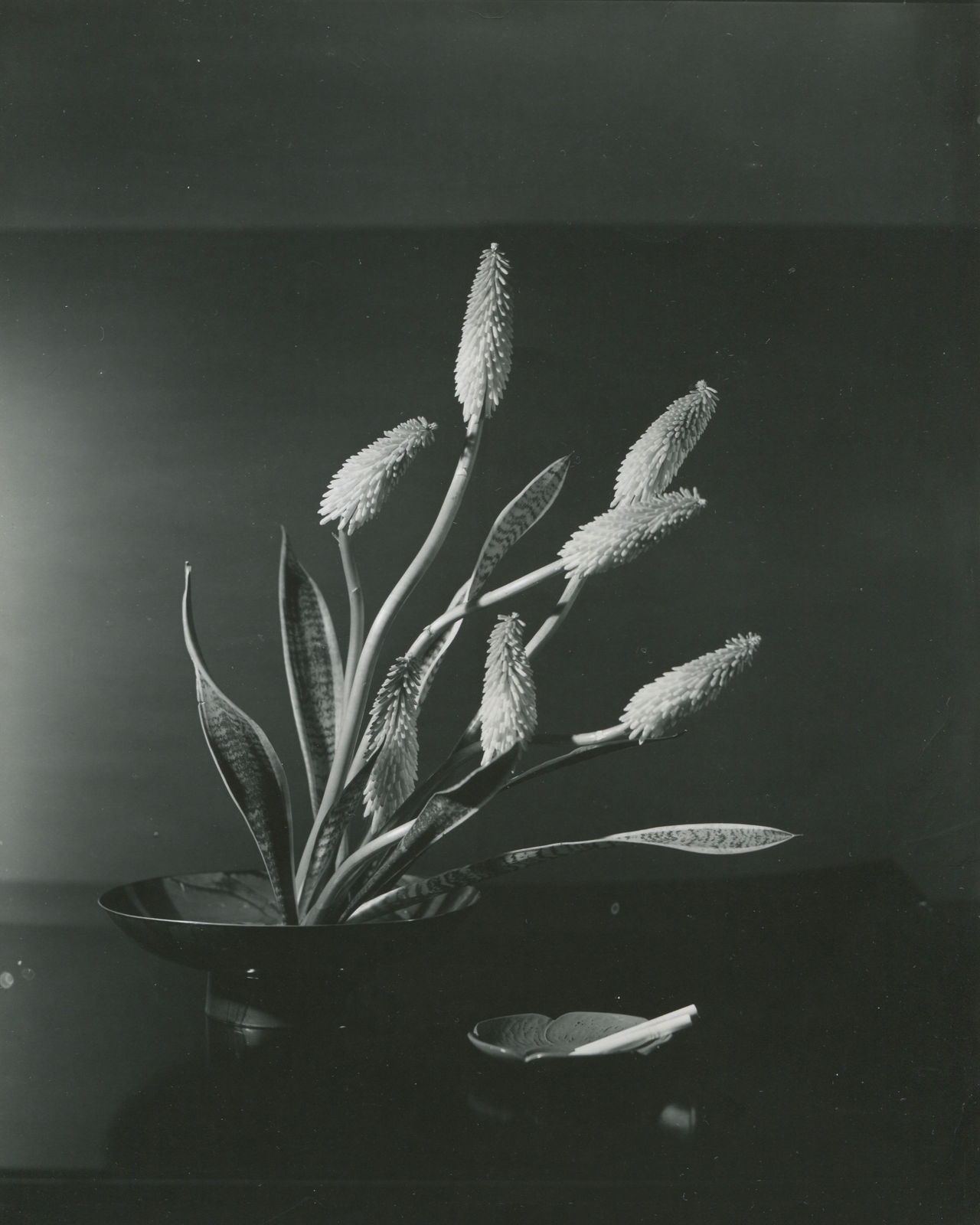 Horst P. Horst, Red hot poker (torch lily), 1957