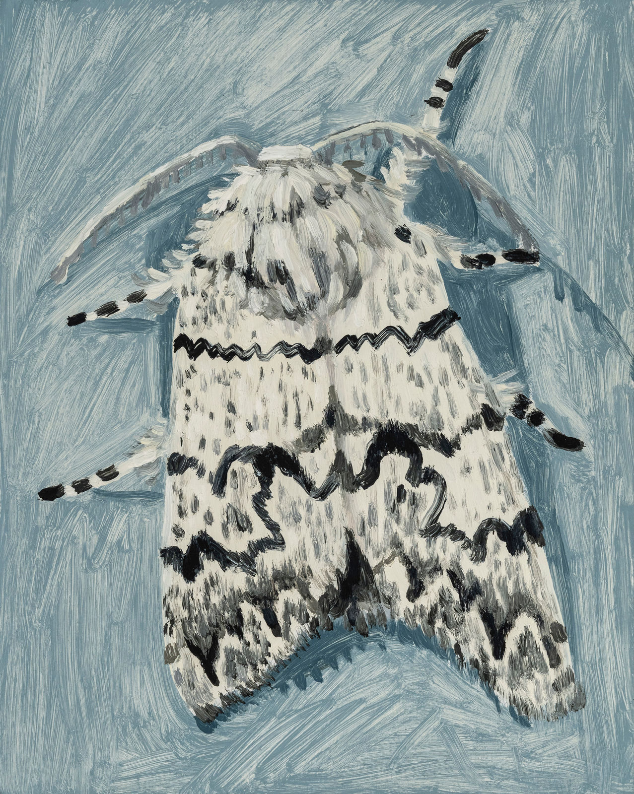 Claudia Keep, July 23rd, 11:35 PM, American Dagger Moth, 2024