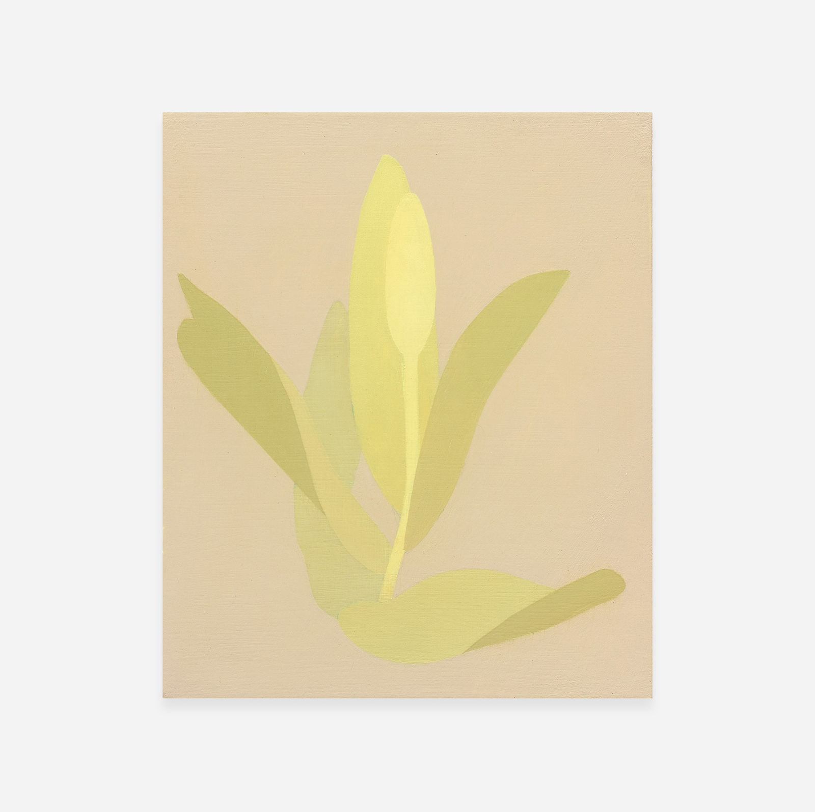 Manuel Stehli, Untitled (Tulip 2), 2023