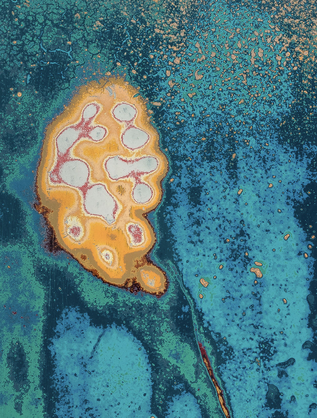 Dennis Miranda Zamorano, Portrait of an Insect, 2024