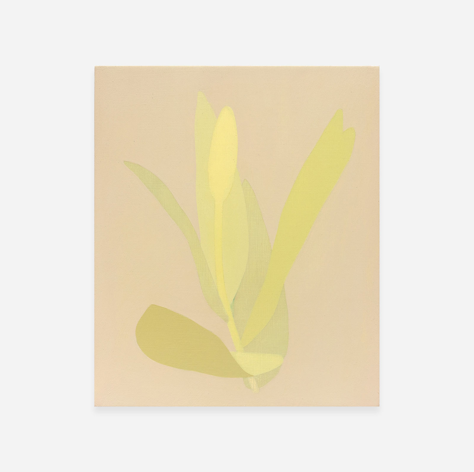 Manuel Stehli, Untitled (Tulip 3), 2023