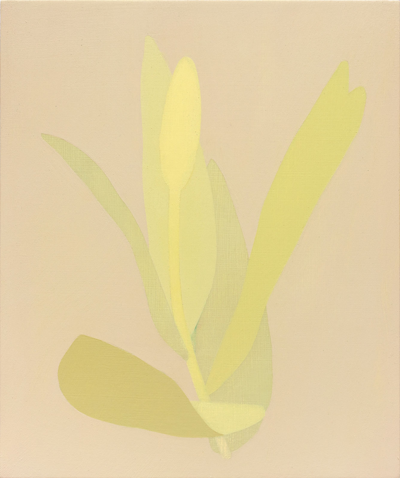 Manuel Stehli, Untitled (Tulip 3), 2023