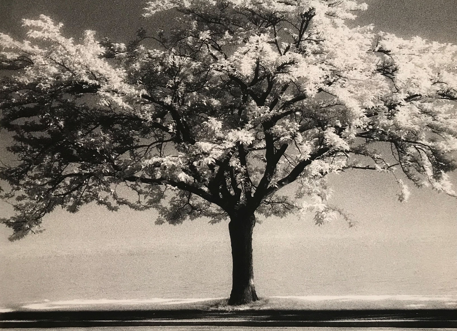 Alain Bachelard, Arbre