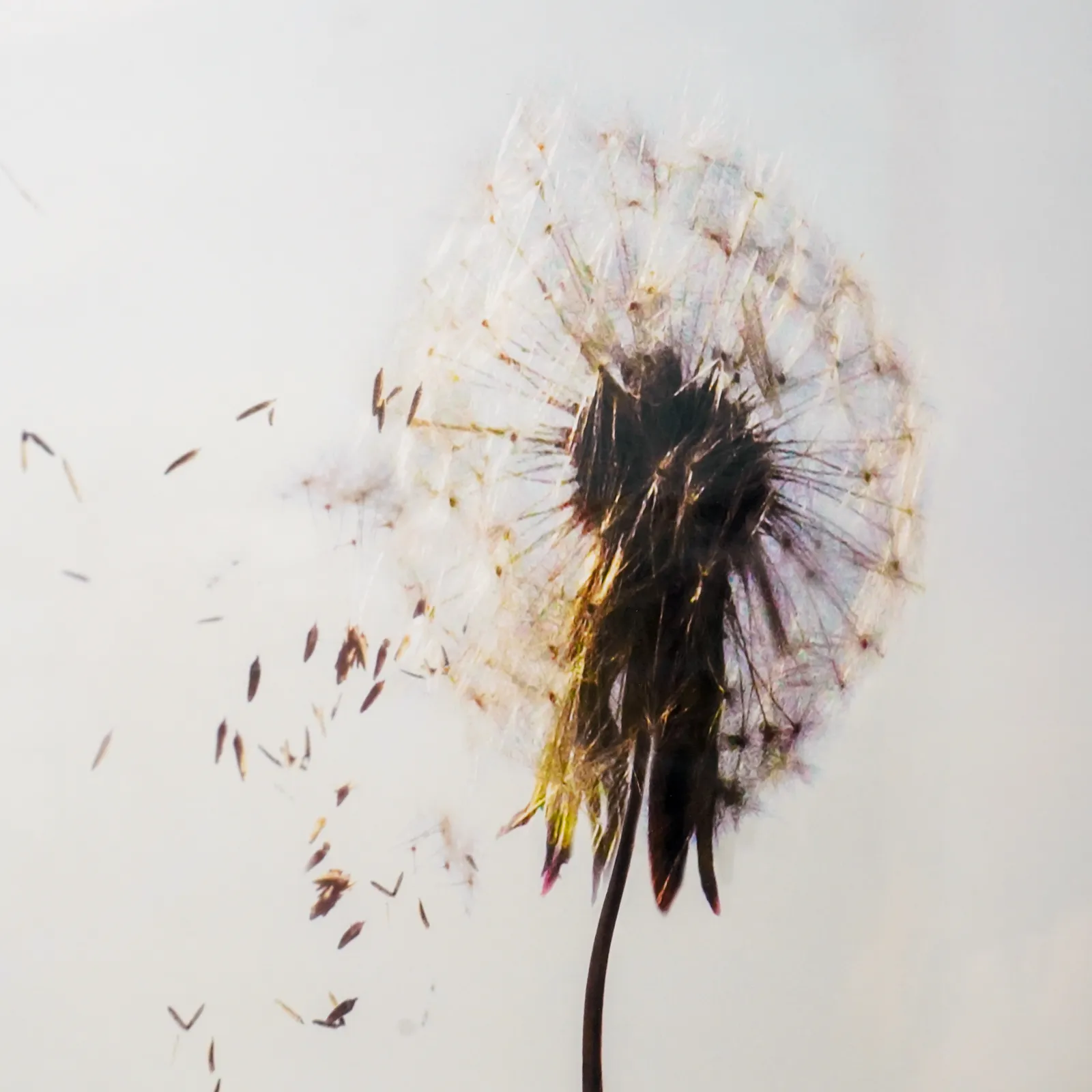 Maia Fiore, Sleep Elevations V, 2011