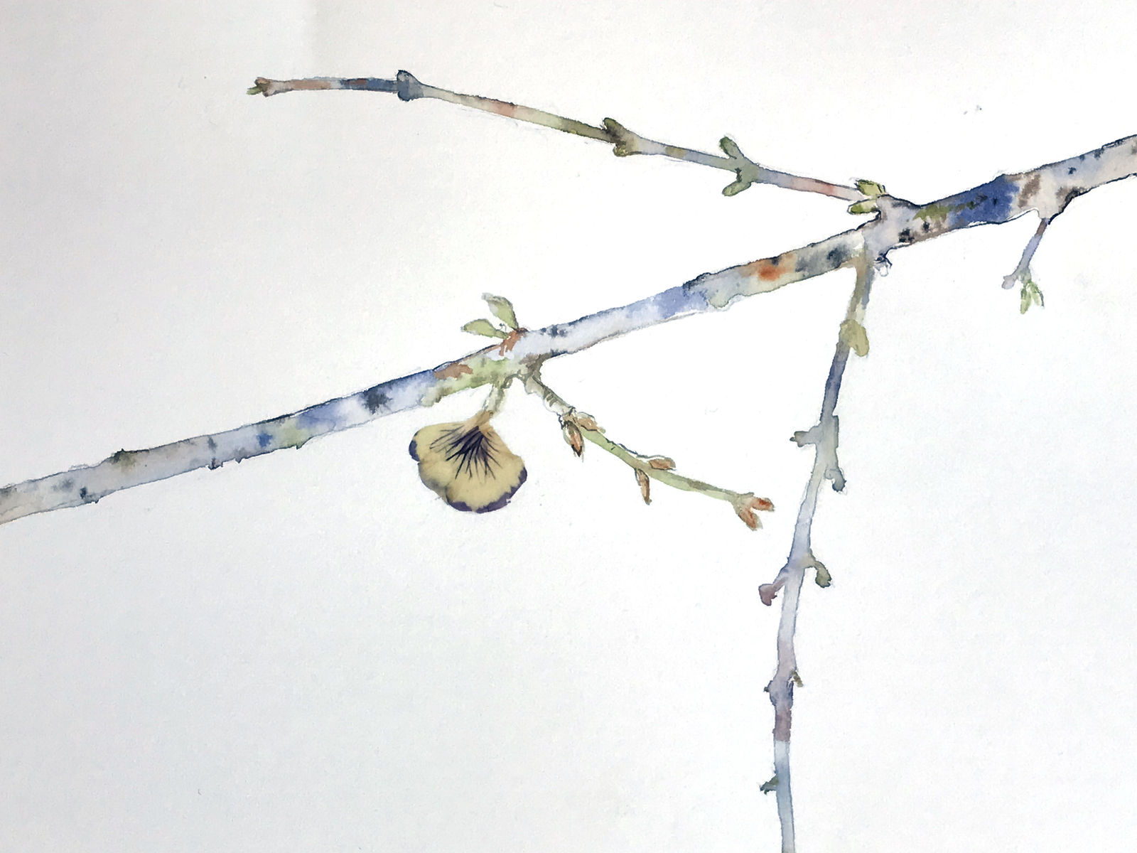 Marilla Palmer, Willow, Willow, 2017