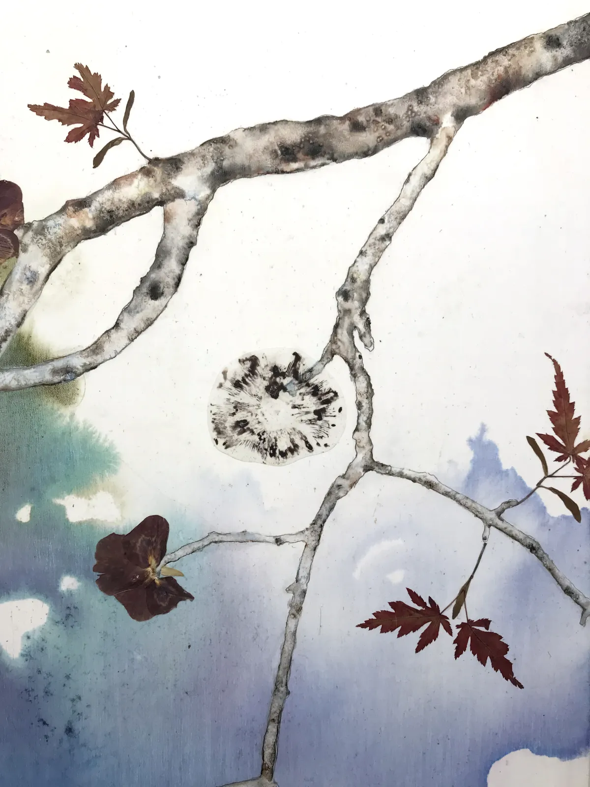 Marilla Palmer, Fruit of the Japanese Maple, 2013