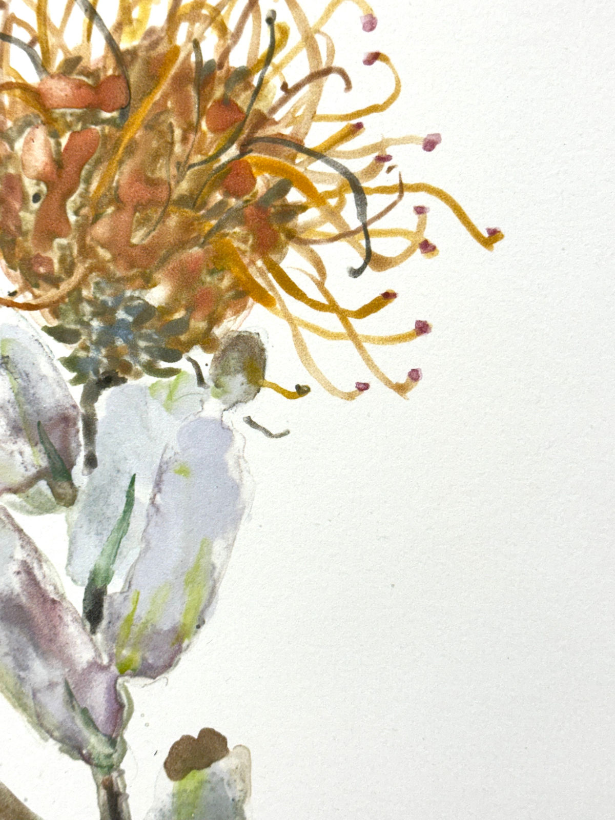 Katie DeGroot, Protea, 2023