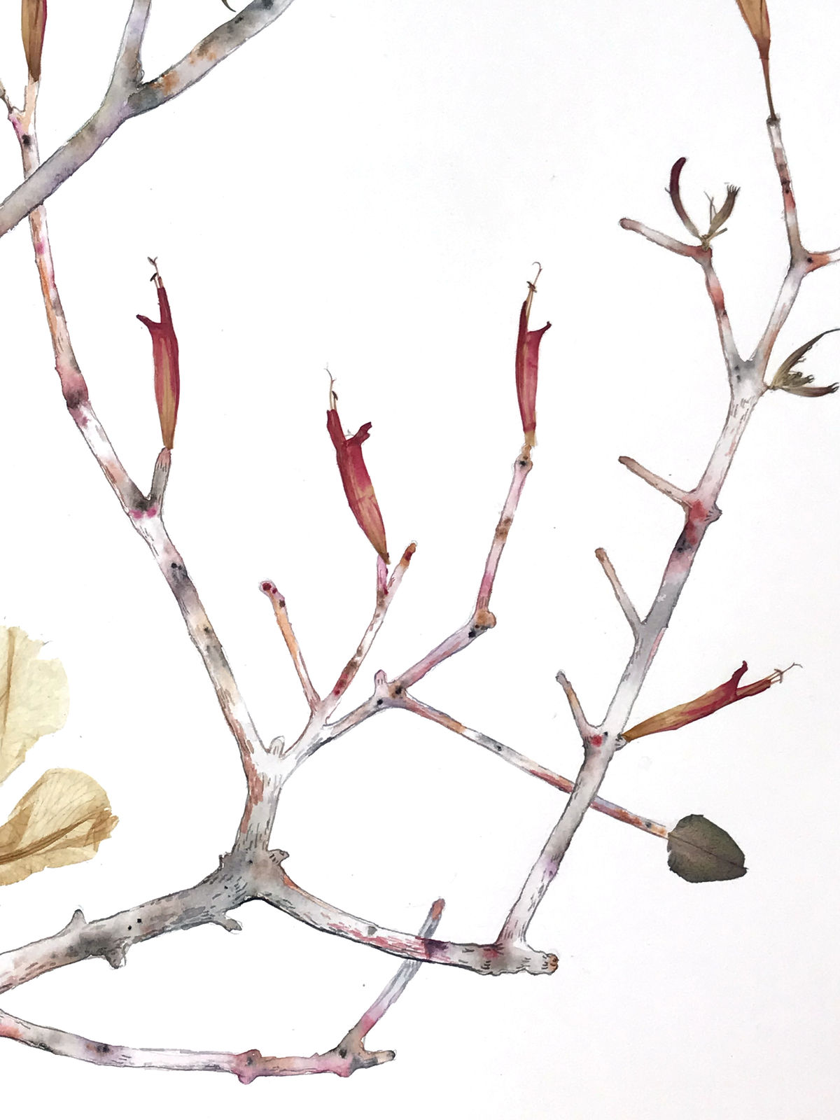 Marilla Palmer, Passionflower, Iris and Bee Balm, 2016