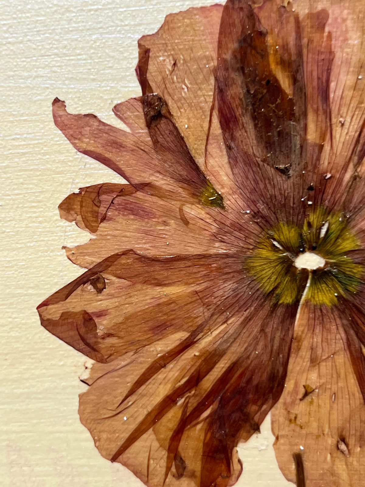 Marilla Palmer, Ethereal Poppy, 2024