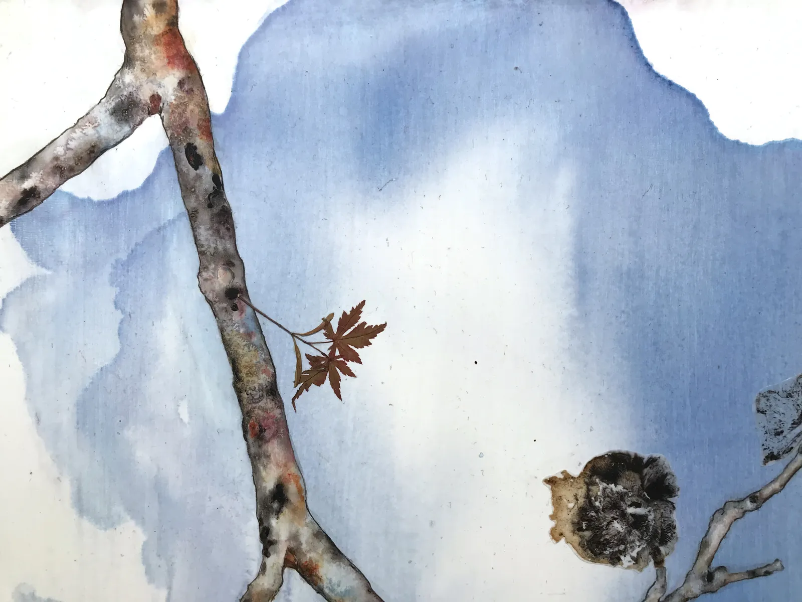 Marilla Palmer, Fruit of the Japanese Maple, 2013