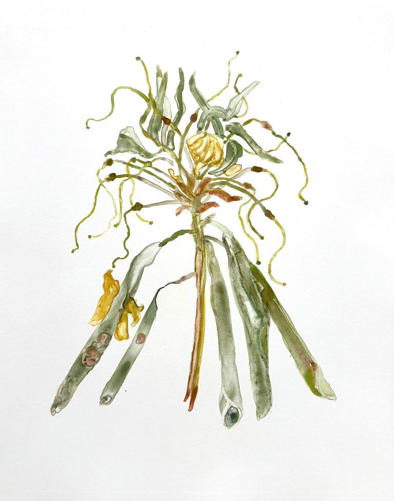 Katie DeGroot, Rhododendron, 2023