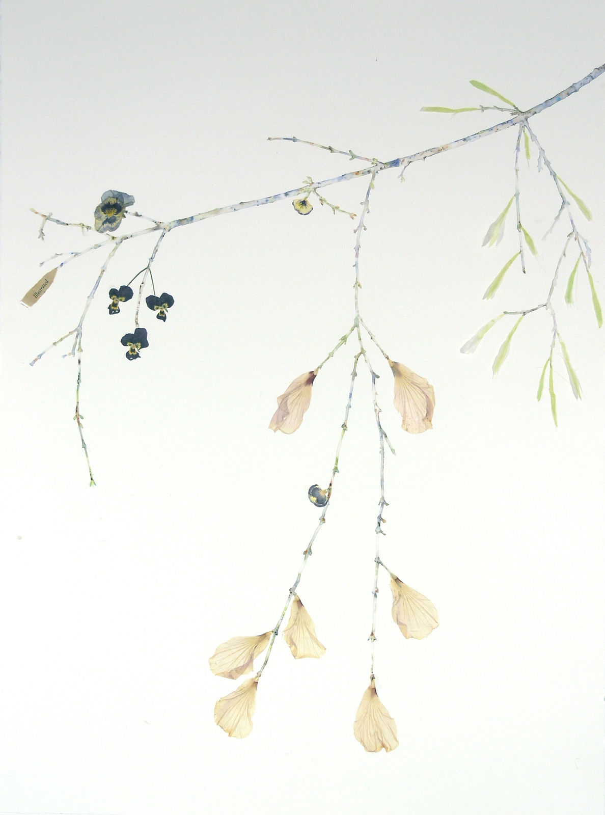 Marilla Palmer, Willow, Willow, 2017