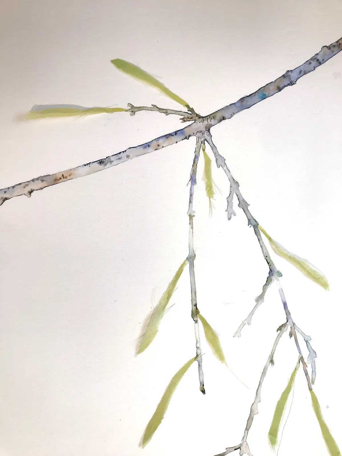 Marilla Palmer, Willow, Willow, 2017