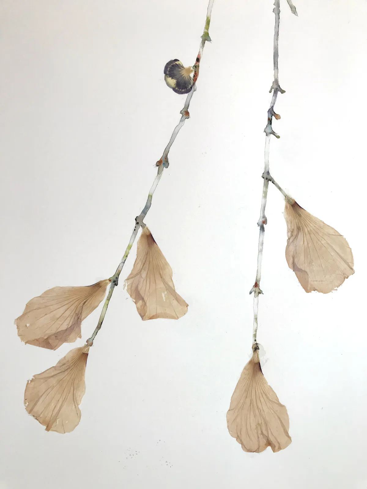 Marilla Palmer, Willow, Willow, 2017