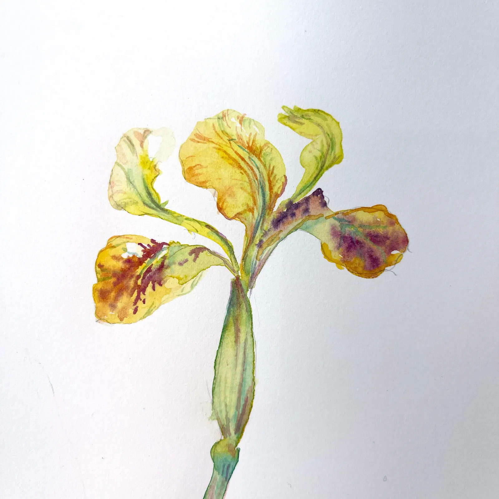 Marilla Palmer, Monarch Loves the Iris, 2022