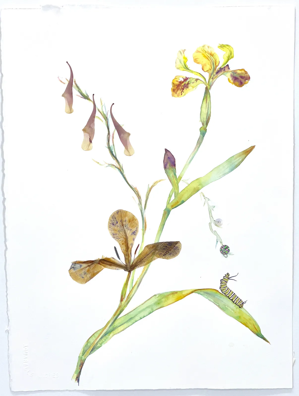 Marilla Palmer, Monarch Loves the Iris, 2022