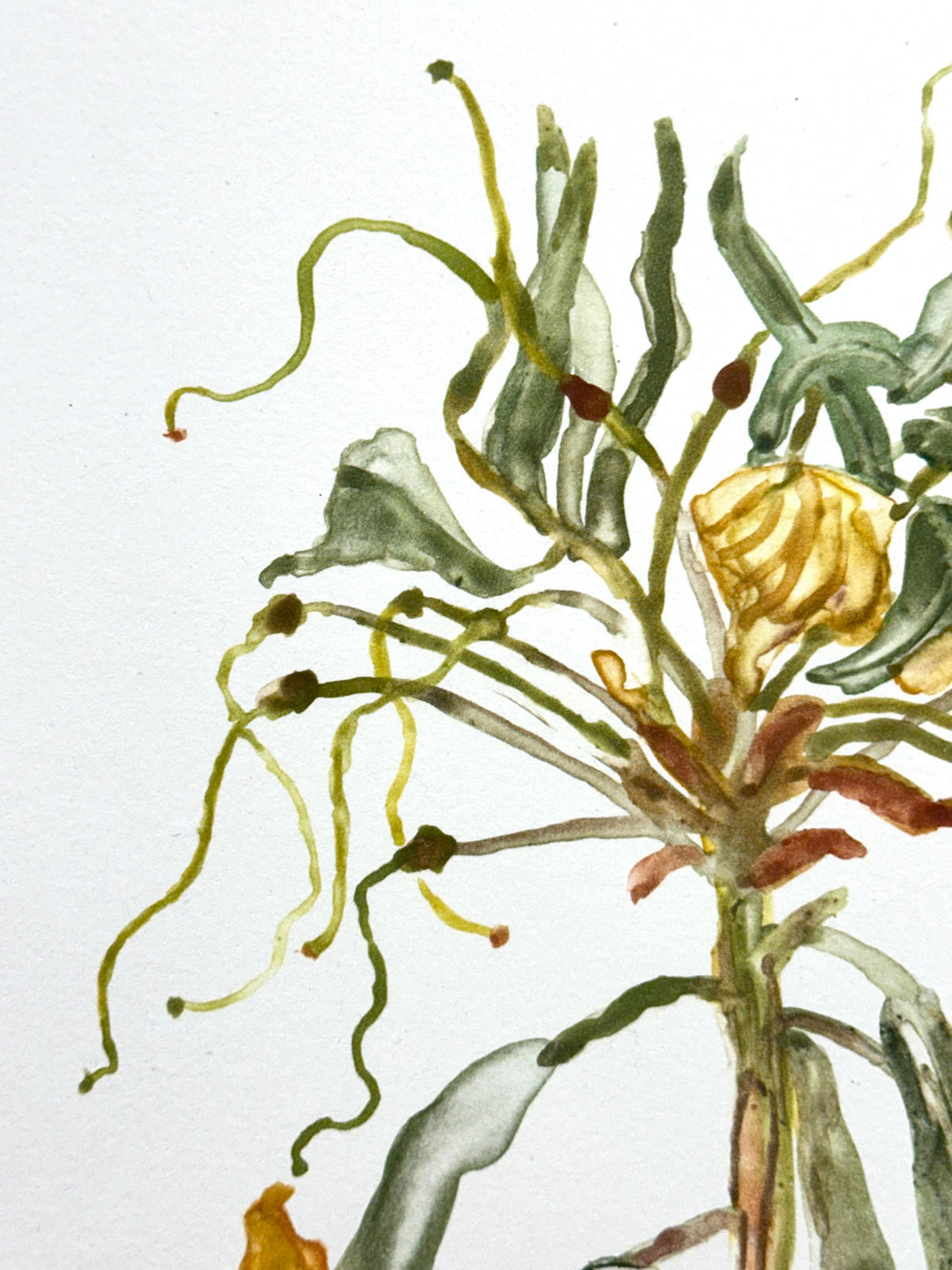 Katie DeGroot, Rhododendron, 2023