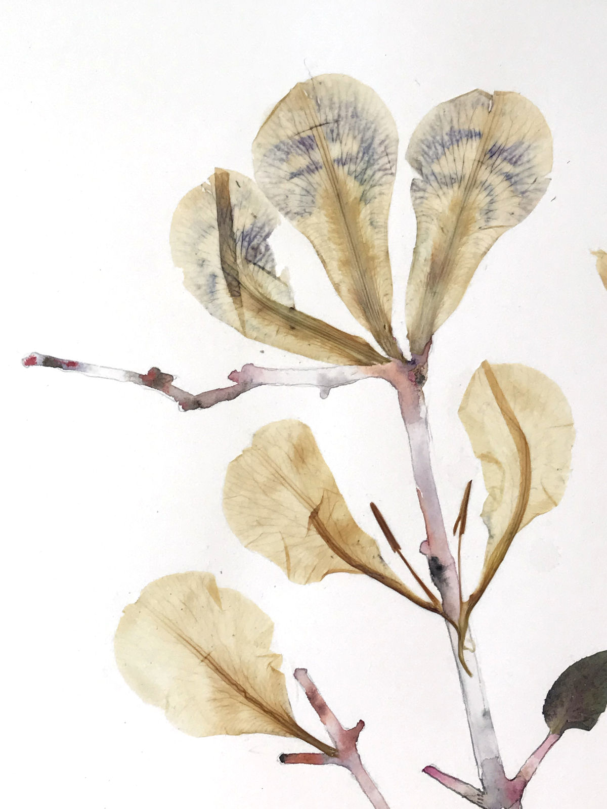 Marilla Palmer, Passionflower, Iris and Bee Balm, 2016