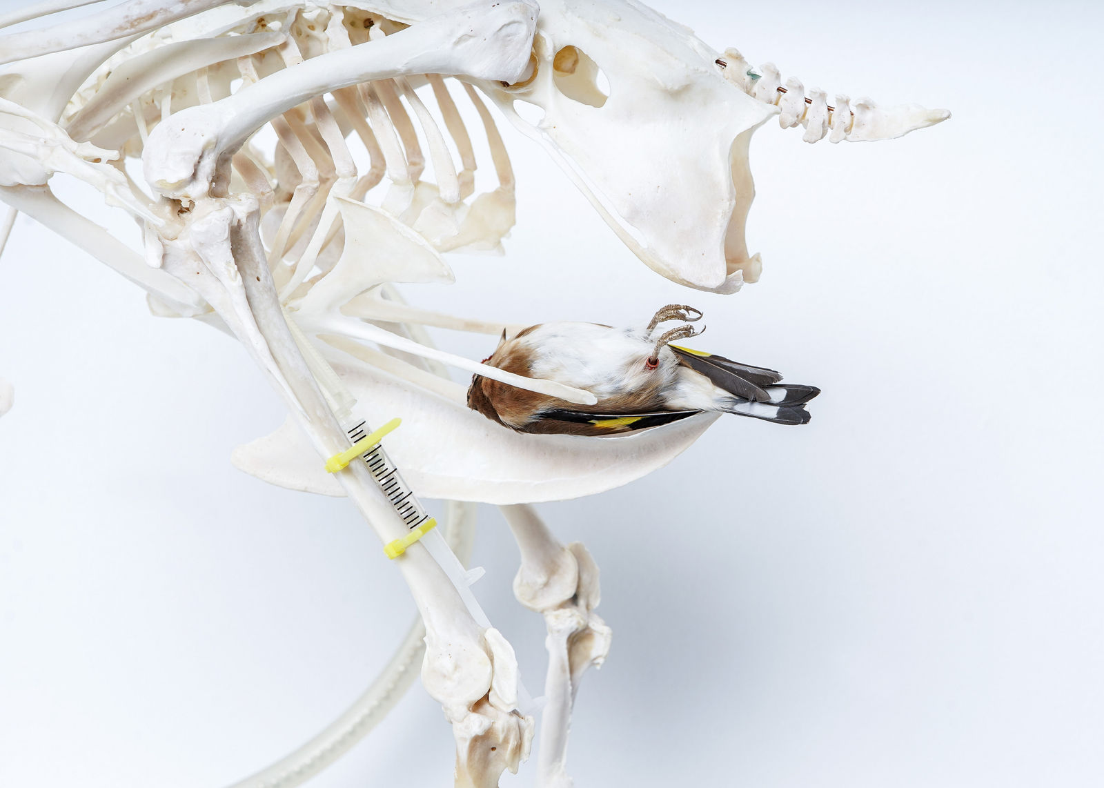 Ted Noten, The Bird, 2020