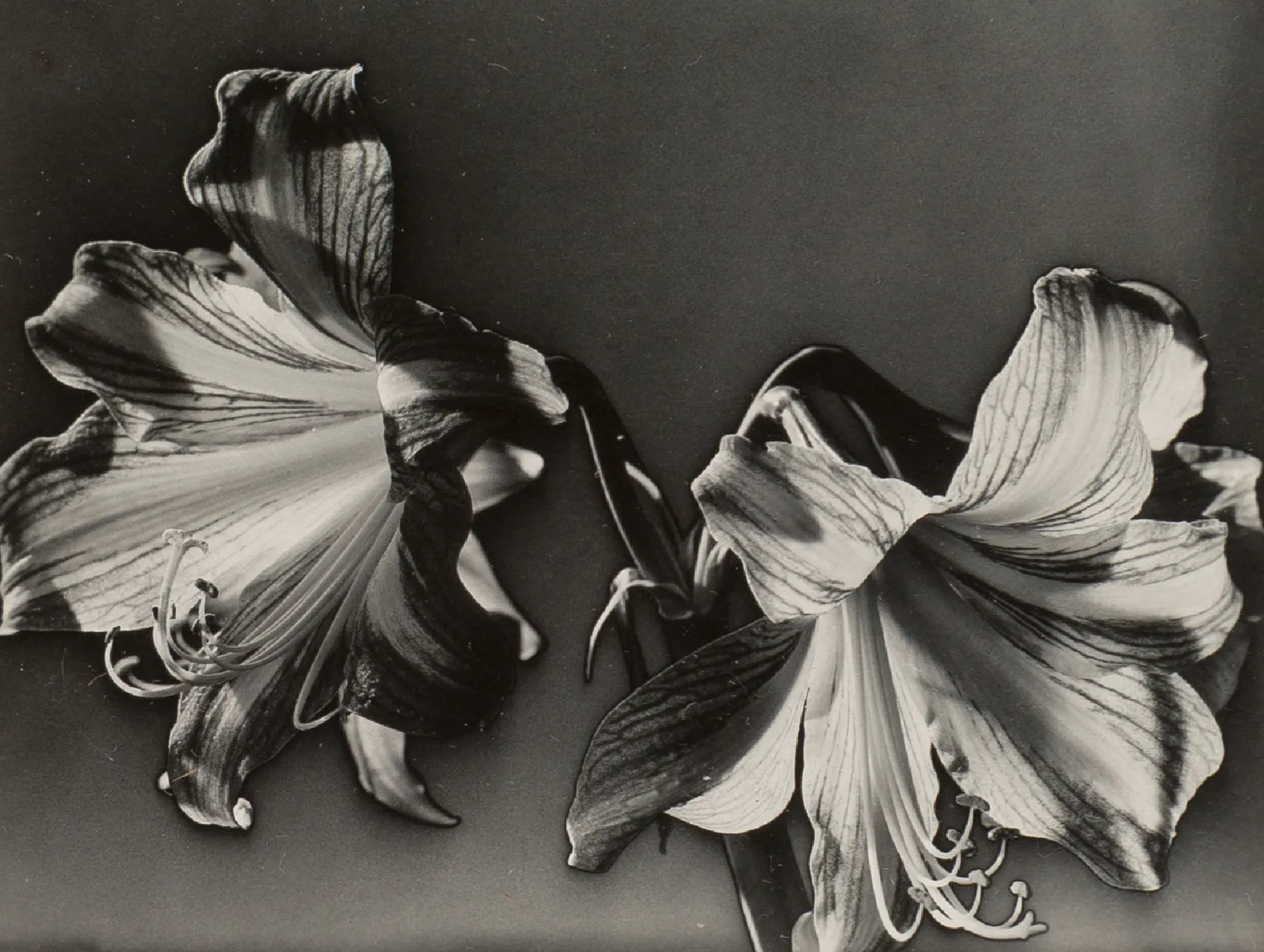 Carlotta Corpron, Solarized Amaryllis, c. 1940