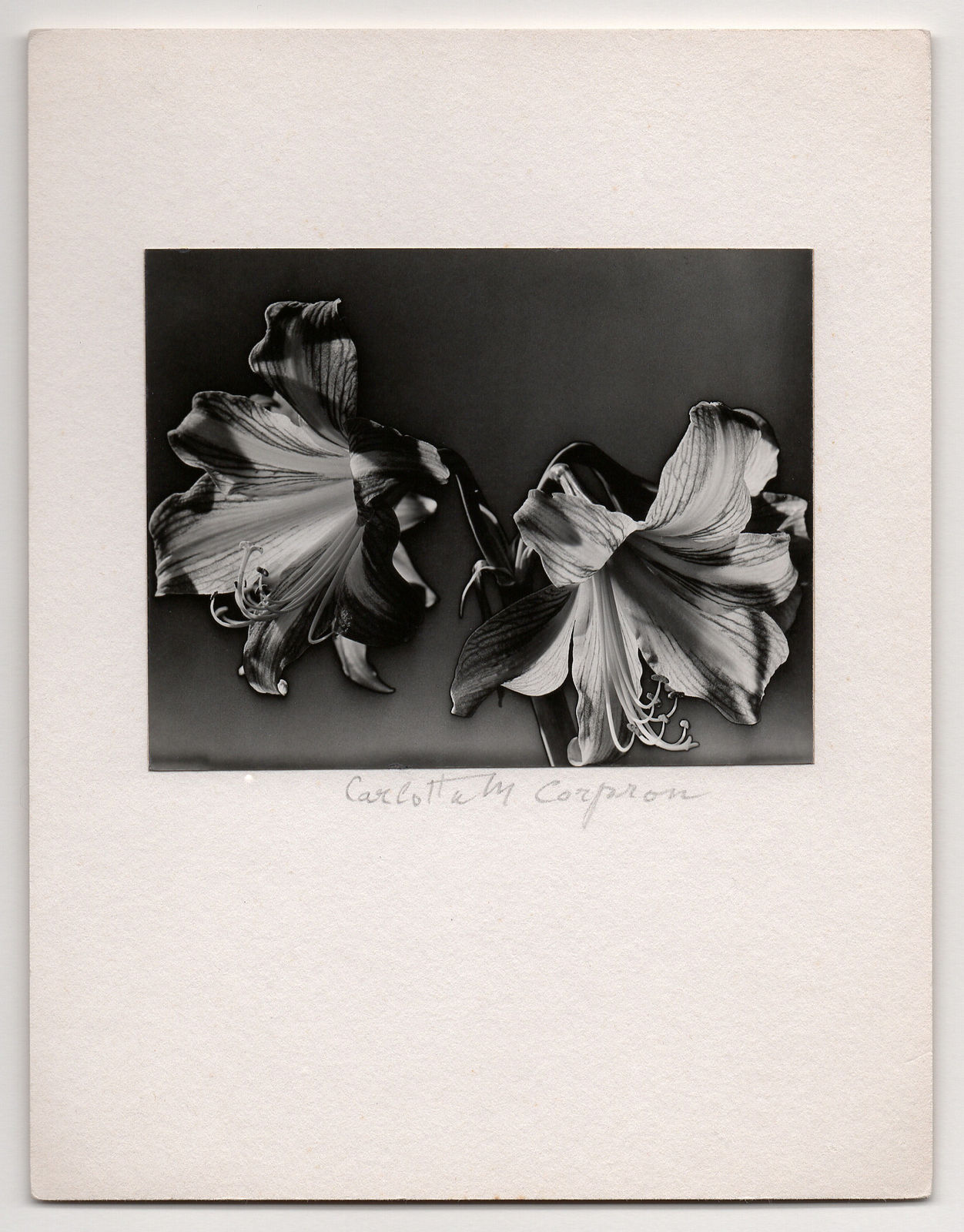 Carlotta Corpron, Solarized Amaryllis, c. 1940